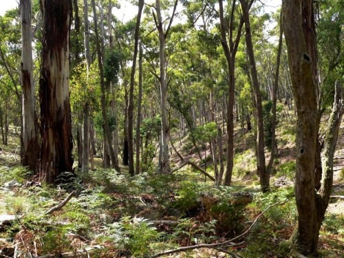 Mount Rae Forest at Taralga NSW - home to many threatened species.